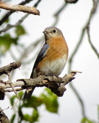 Eastern Bluebird