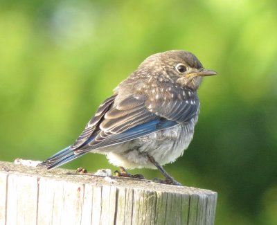 Eastern Bluebird