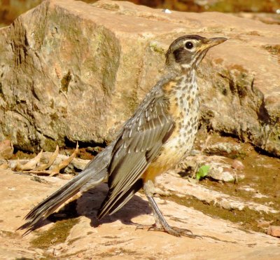 American Robin