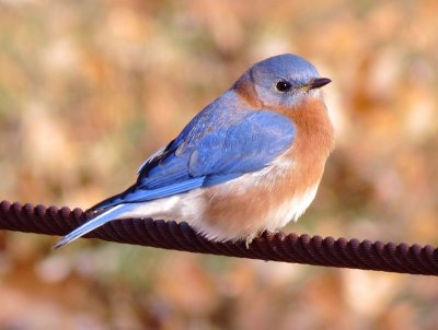 Eastern Bluebird