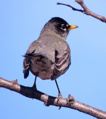 American Robin