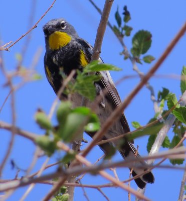 Audubon's Warbler