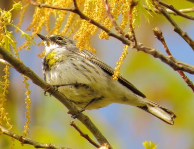 Myrtle Warbler