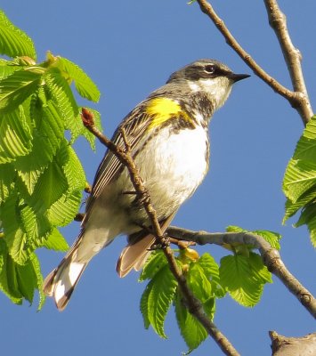 Myrtle Warbler