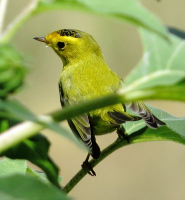 Wilson's Warbler