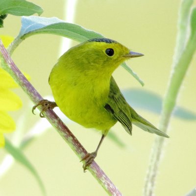 Wilson's Warbler