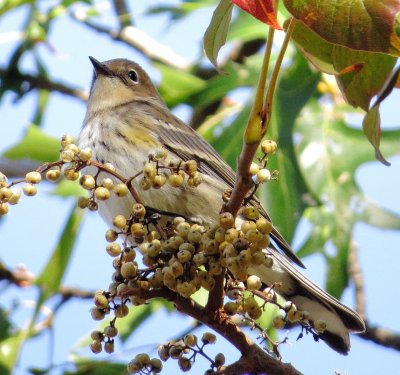 Myrtle Warbler