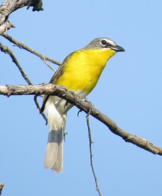 Yellow-Breasted Chat