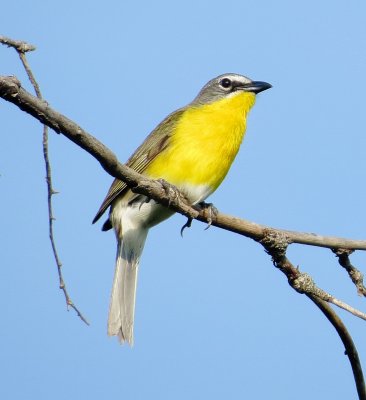 Yellow-Breasted Chat