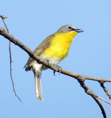 Yellow-Breasted Chat