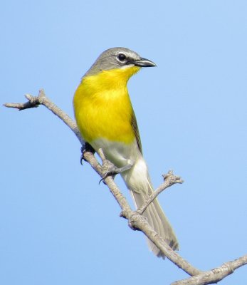Yellow-Breasted Chat