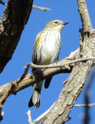 Audubon's Warbler