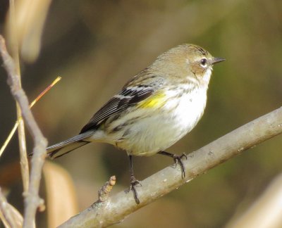 Myrtle Warbler
