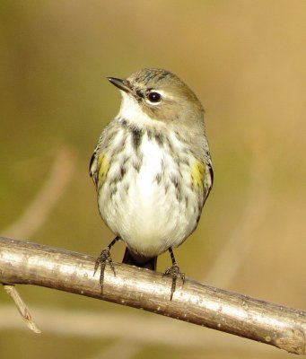 Myrtle Warbler