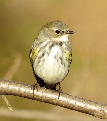 Myrtle Warbler