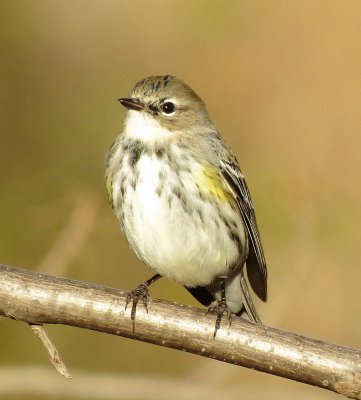 Myrtle Warbler