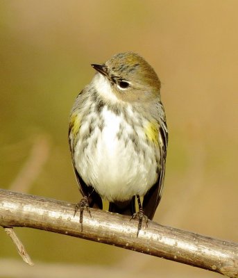 Myrtle Warbler