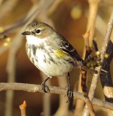 Myrtle Warbler