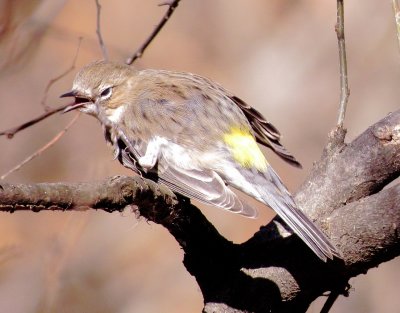 Myrtle Warbler
