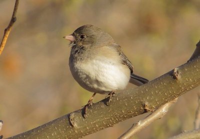 Dark-Eyed Junco