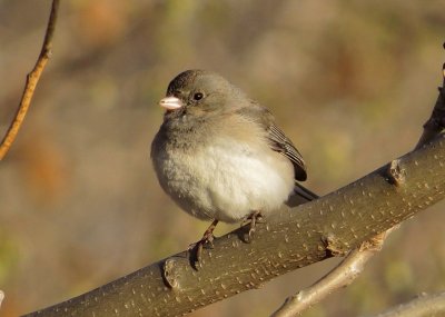 Dark-Eyed Junco