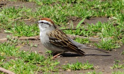 Chipping Sparrow