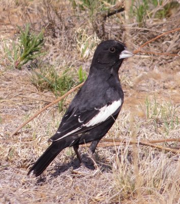 Lark Bunting