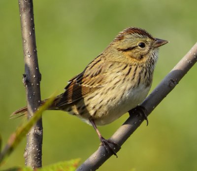 Lincoln's Sparrow