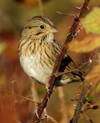 Lincoln's Sparrow