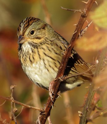 Lincoln's Sparrow