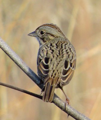 Lincoln's Sparrow