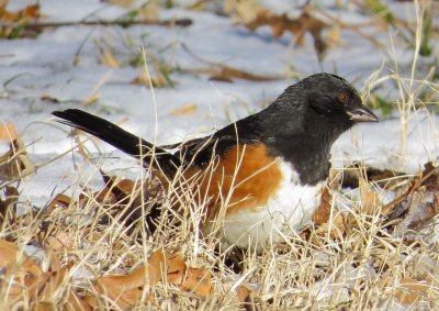 Eastern Towhee