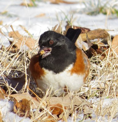 Eastern Towhee