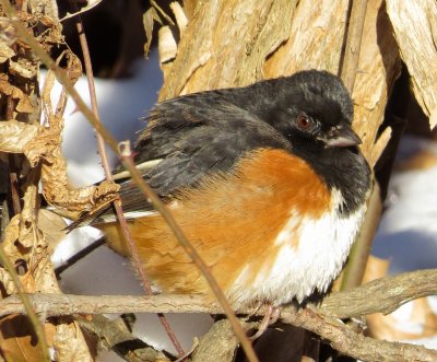 Eastern Towhee