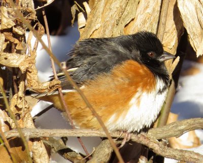 Eastern Towhee
