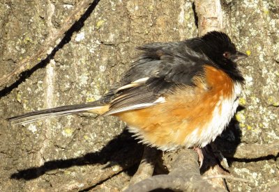 Eastern Towhee