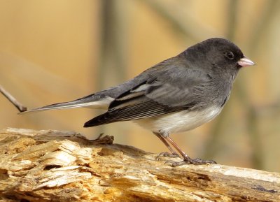 Dark-Eyed Junco