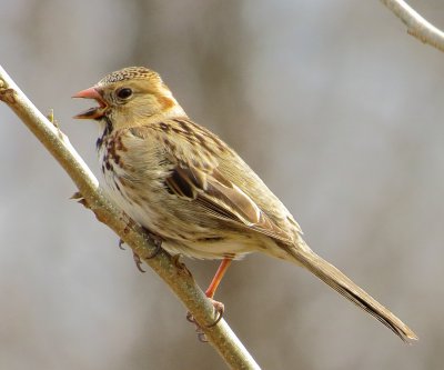 Harris's Sparrow