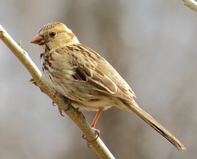 Harris's Sparrow