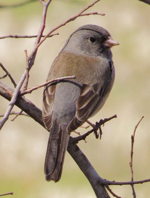 Dark-Eyed Junco