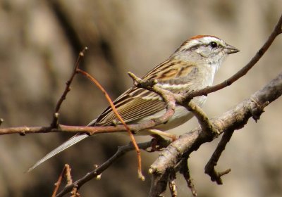 Chipping Sparrow