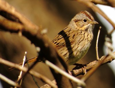Lincoln's Sparrow