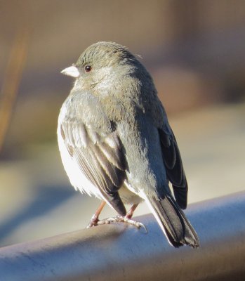 Dark-Eyed Junco