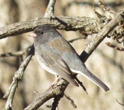 Dark-Eyed Junco