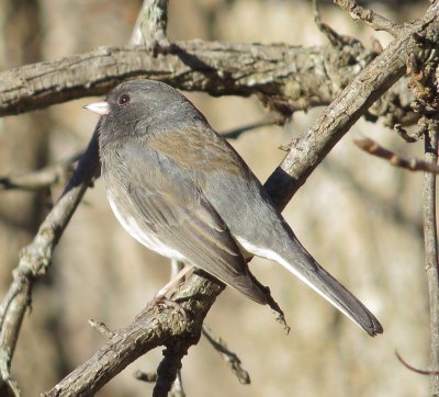Dark-Eyed Junco