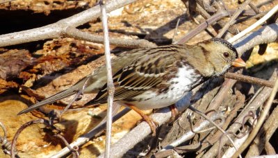 Harris's Sparrow