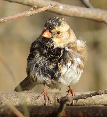 Harris's Sparrow