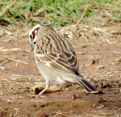 Lark Sparrow