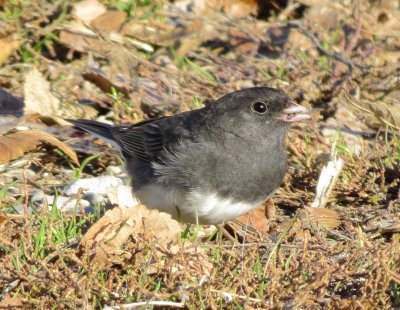 Dark-Eyed Junco