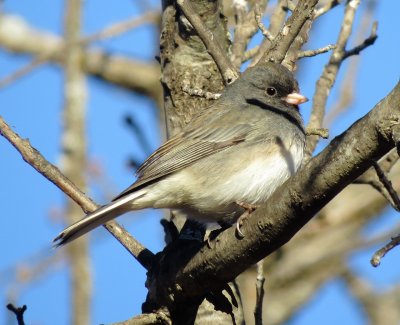 Dark-Eyed Junco